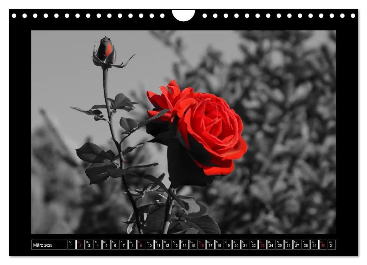 Bild: 9783435836239 | Schwarz-Weiß-Rot (Wandkalender 2025 DIN A4 quer), CALVENDO...