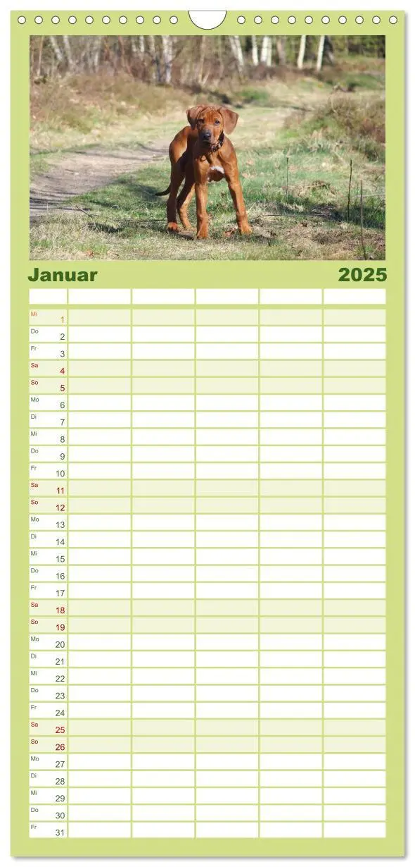 Bild: 9783457096239 | Familienplaner 2025 - Rhodesian Ridgeback - Jung, wild, zuckersüß...