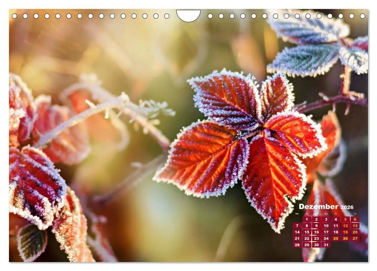 Bild: 9783516706239 | Die Welt in Orange (Wandkalender 2026 DIN A4 quer), CALVENDO...
