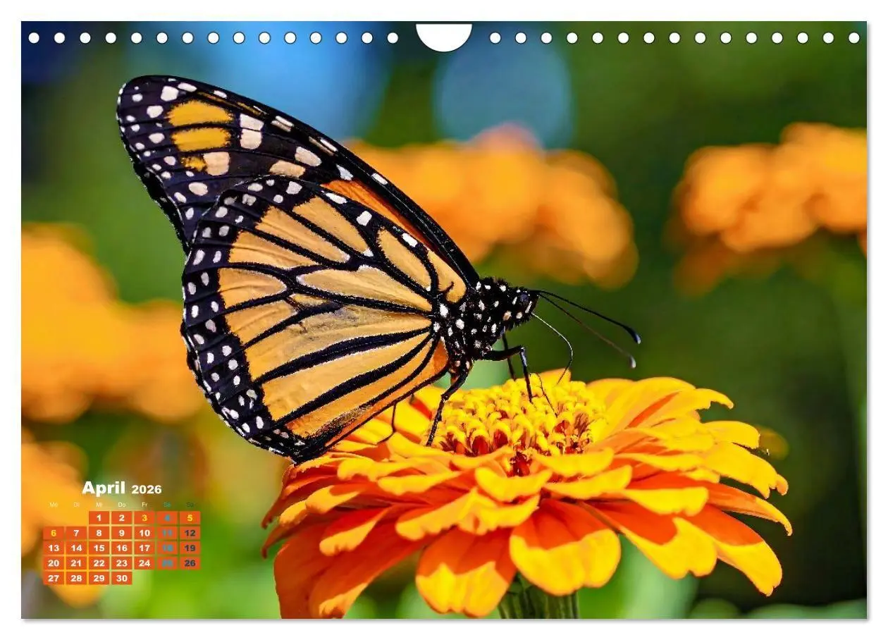 Bild: 9783516706239 | Die Welt in Orange (Wandkalender 2026 DIN A4 quer), CALVENDO...