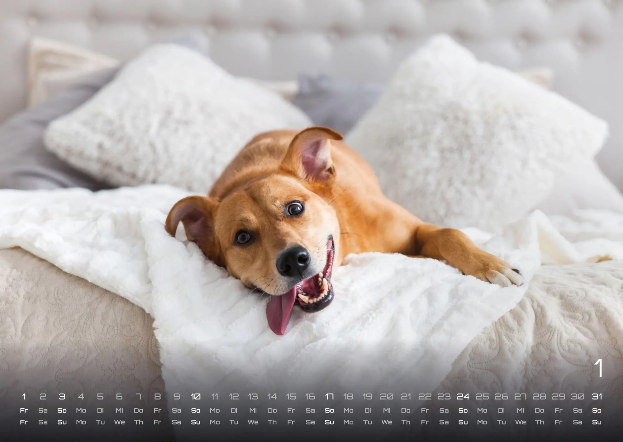 Bild: 9783986736439 | Wuff - Unsere Vierbeiner - Der Hundekalender - 2027 - Kalender DIN A3