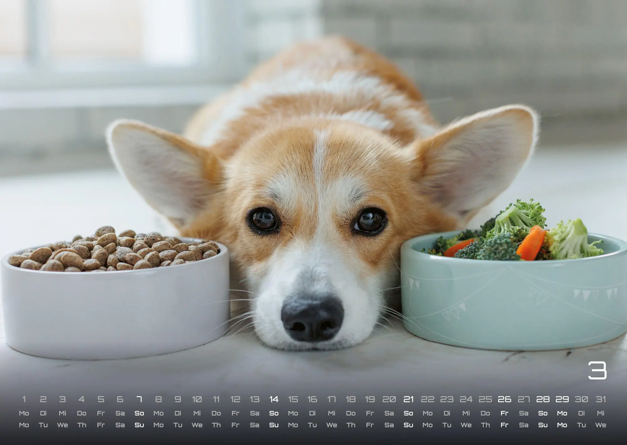 Bild: 9783986736439 | Wuff - Unsere Vierbeiner - Der Hundekalender - 2027 - Kalender DIN A3