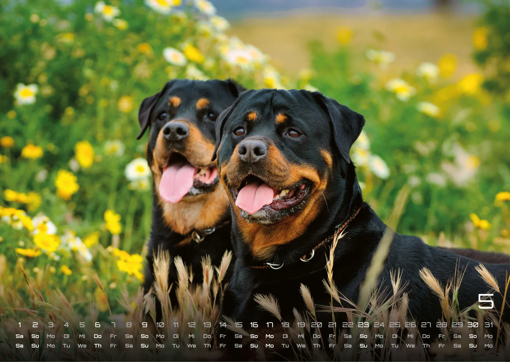 Bild: 9783986736439 | Wuff - Unsere Vierbeiner - Der Hundekalender - 2027 - Kalender DIN A3