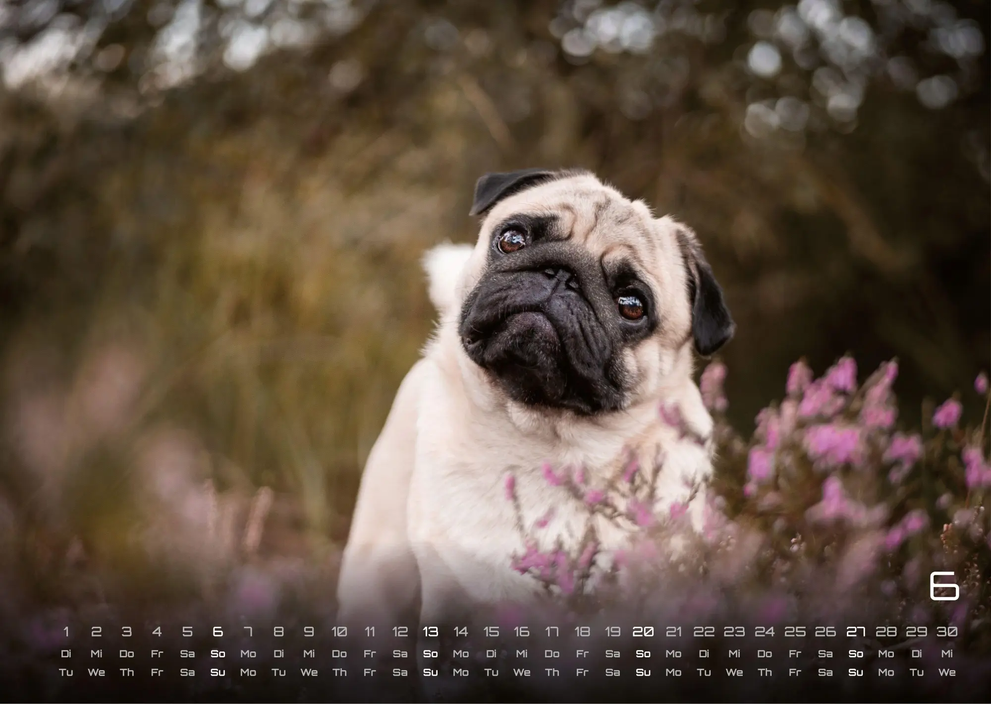 Bild: 9783986736439 | Wuff - Unsere Vierbeiner - Der Hundekalender - 2027 - Kalender DIN A3