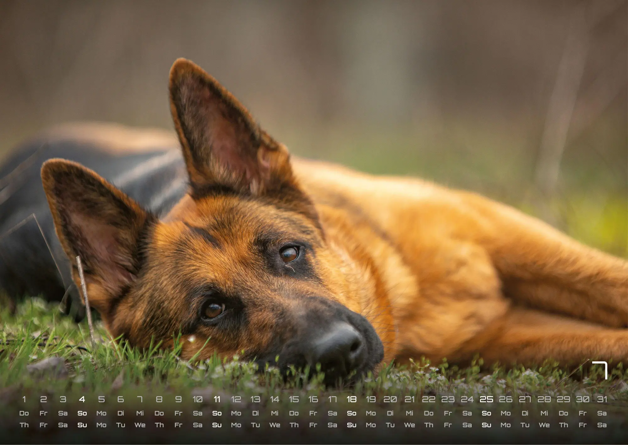 Bild: 9783986736439 | Wuff - Unsere Vierbeiner - Der Hundekalender - 2027 - Kalender DIN A3