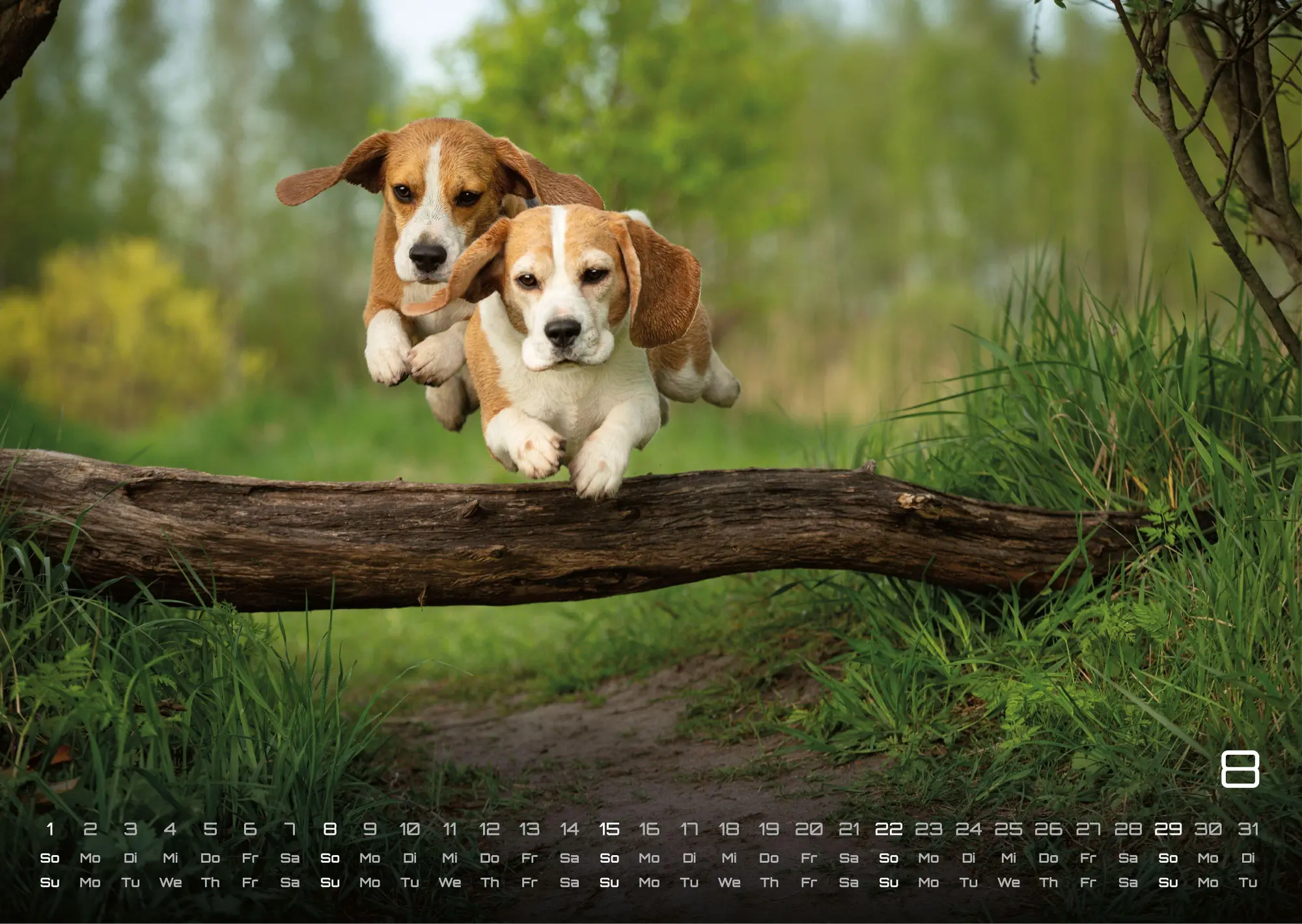 Bild: 9783986736439 | Wuff - Unsere Vierbeiner - Der Hundekalender - 2027 - Kalender DIN A3