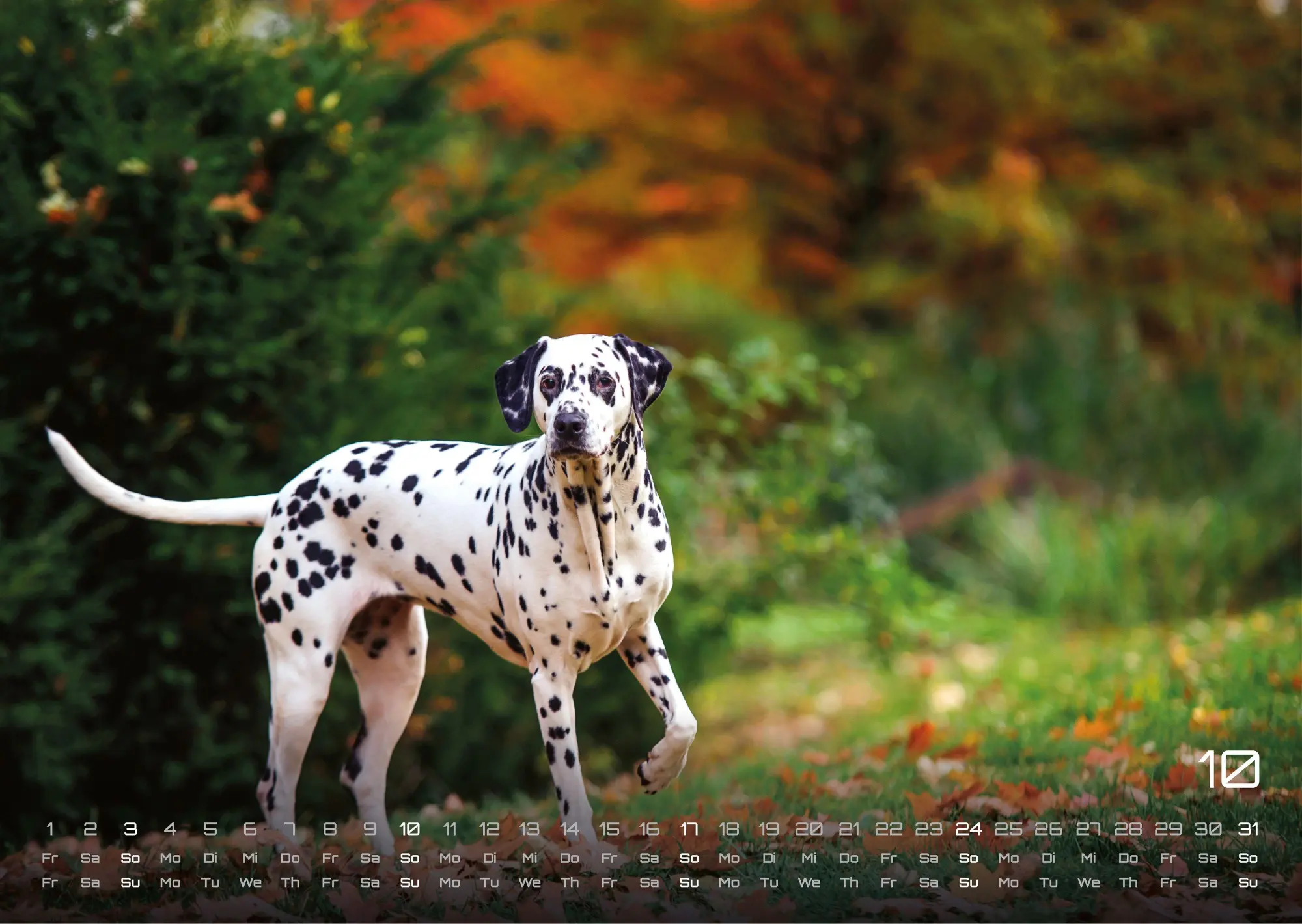 Bild: 9783986736439 | Wuff - Unsere Vierbeiner - Der Hundekalender - 2027 - Kalender DIN A3