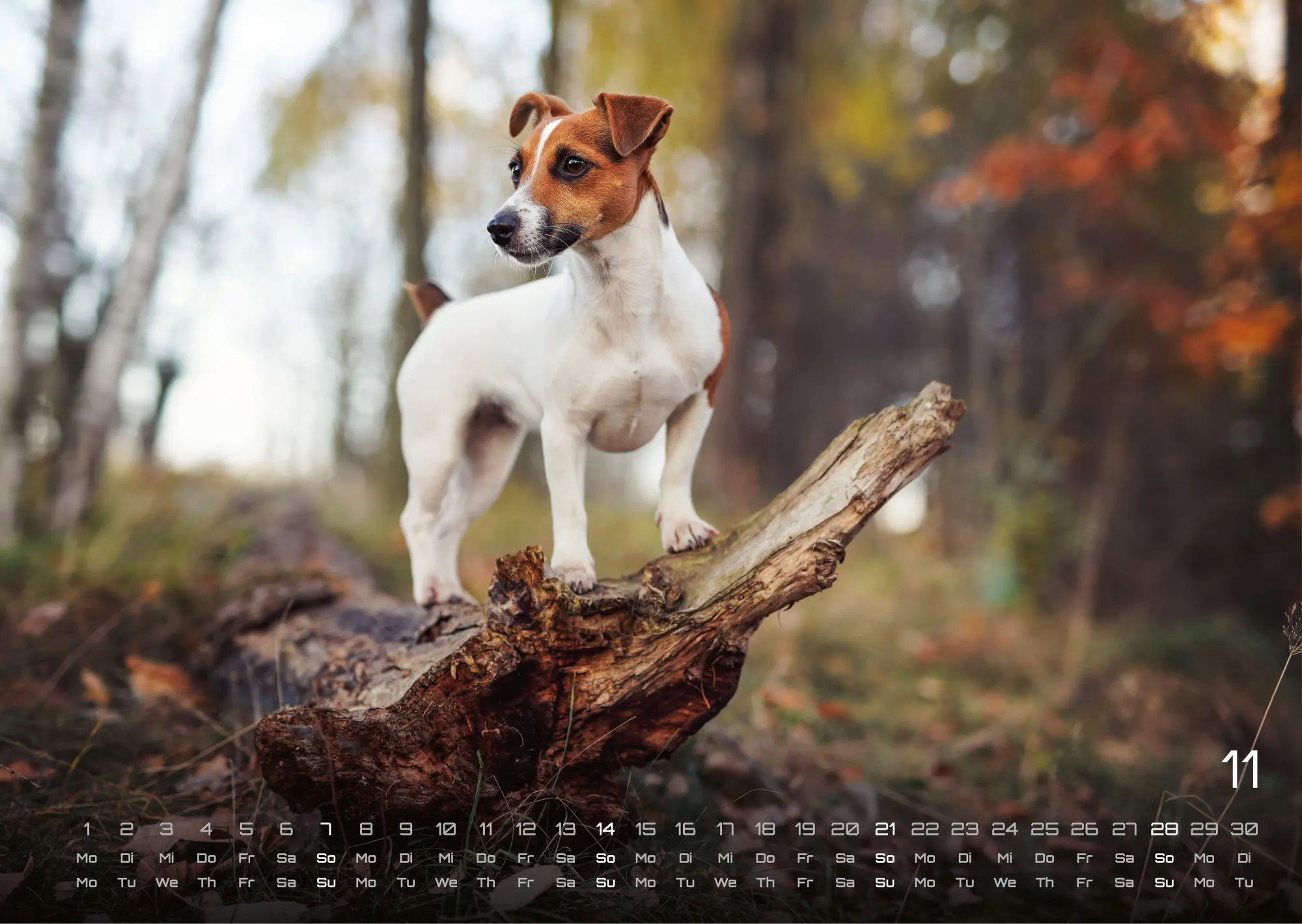 Bild: 9783986736439 | Wuff - Unsere Vierbeiner - Der Hundekalender - 2027 - Kalender DIN A3