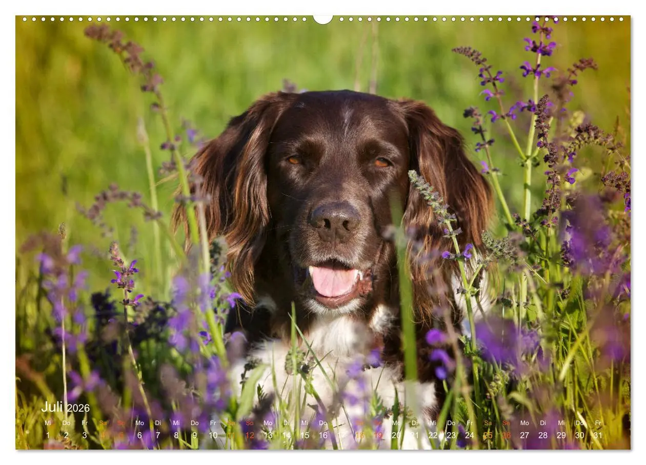 Bild: 9783457756539 | Faszination Jagdhund - Kleiner Münsterländer (hochwertiger Premium...