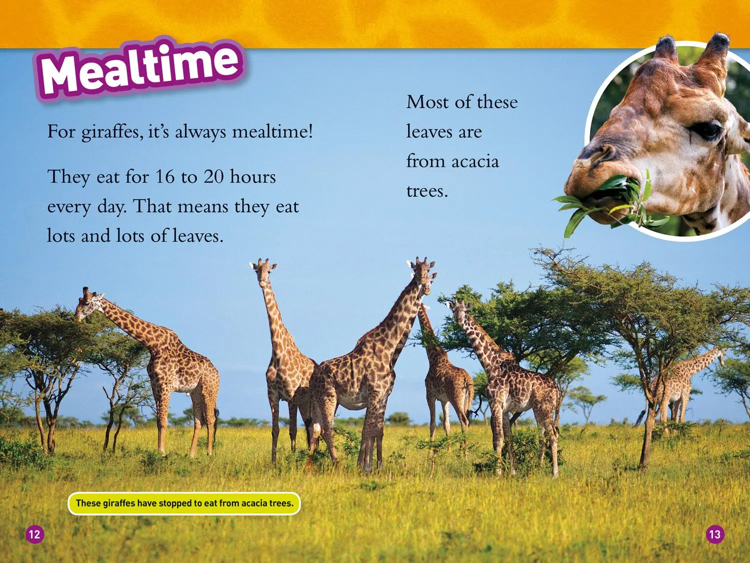 Bild: 9780008266639 | Giraffes | Level 2 | Laura Marsh (u. a.) | Taschenbuch | Englisch