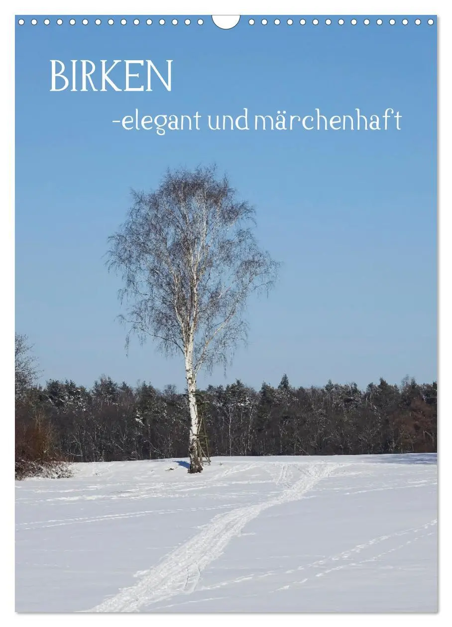 Cover: 9783516366839 | Birken - elegant und märchenhaft (Wandkalender 2026 DIN A3 hoch),...
