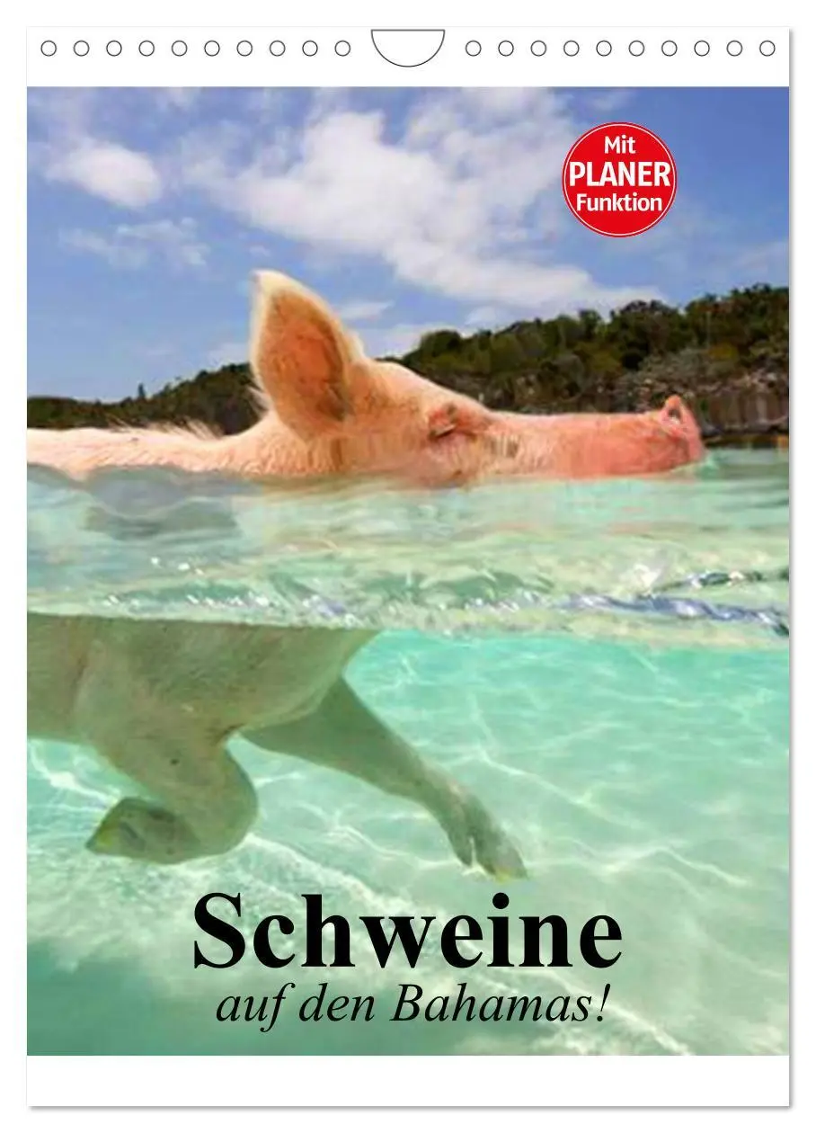 Cover: 9783516436839 | Schweine auf den Bahamas! (Wandkalender 2026 DIN A4 hoch), CALVENDO...