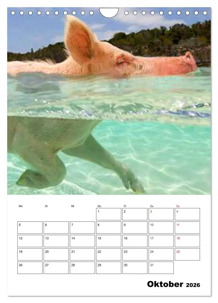 Bild: 9783516436839 | Schweine auf den Bahamas! (Wandkalender 2026 DIN A4 hoch), CALVENDO...