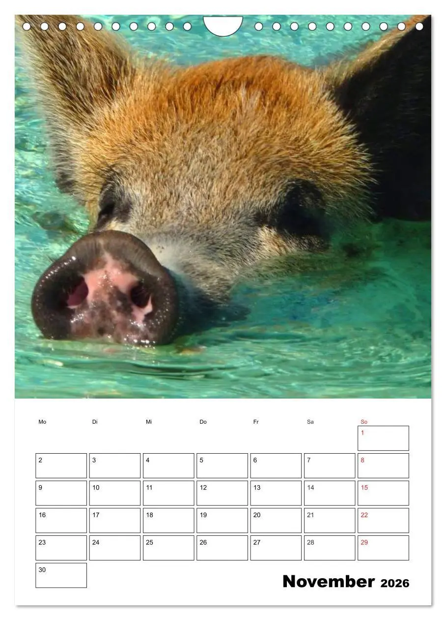 Bild: 9783516436839 | Schweine auf den Bahamas! (Wandkalender 2026 DIN A4 hoch), CALVENDO...