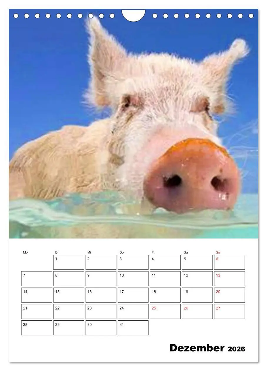 Bild: 9783516436839 | Schweine auf den Bahamas! (Wandkalender 2026 DIN A4 hoch), CALVENDO...