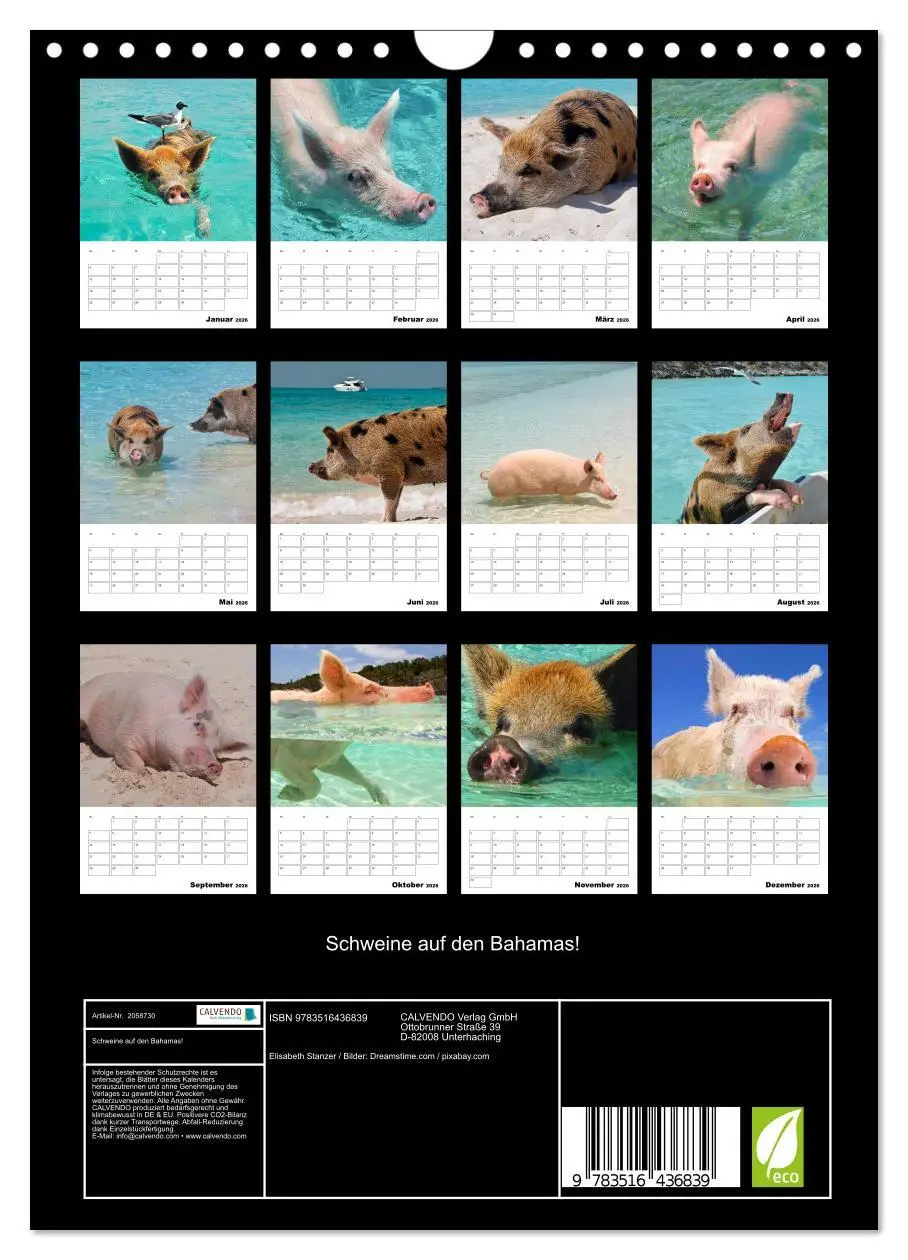 Bild: 9783516436839 | Schweine auf den Bahamas! (Wandkalender 2026 DIN A4 hoch), CALVENDO...