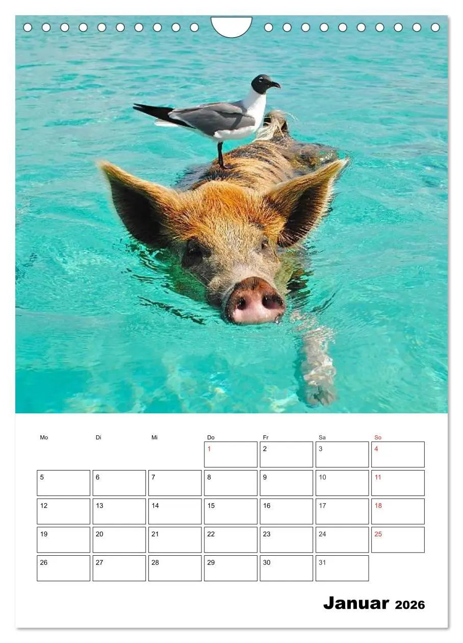 Bild: 9783516436839 | Schweine auf den Bahamas! (Wandkalender 2026 DIN A4 hoch), CALVENDO...