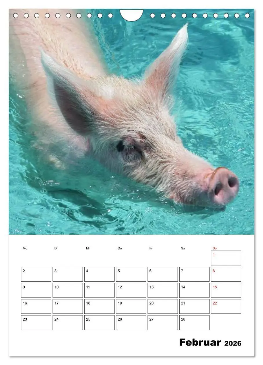 Bild: 9783516436839 | Schweine auf den Bahamas! (Wandkalender 2026 DIN A4 hoch), CALVENDO...