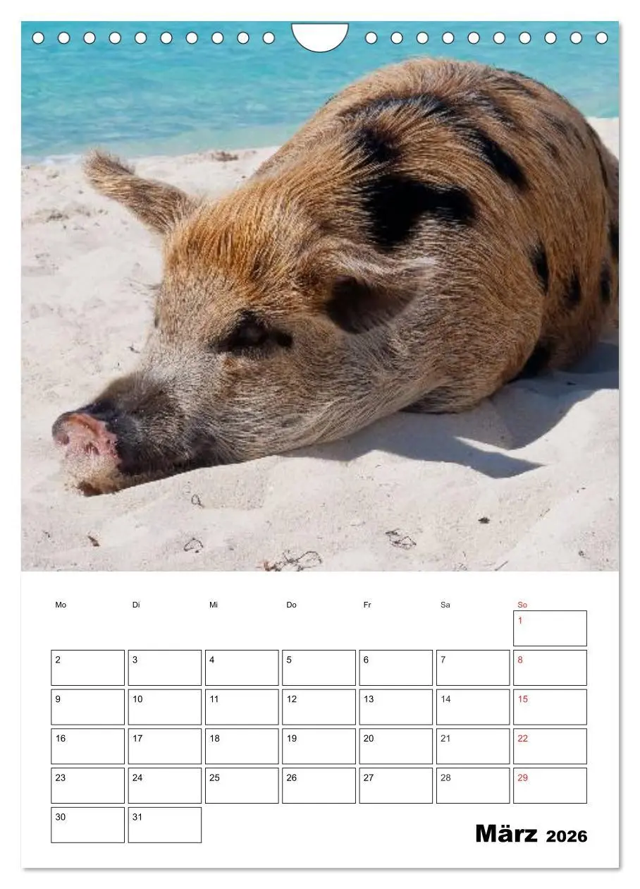 Bild: 9783516436839 | Schweine auf den Bahamas! (Wandkalender 2026 DIN A4 hoch), CALVENDO...