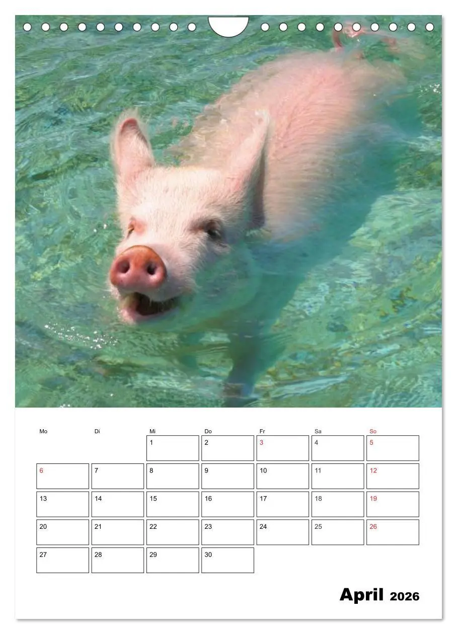Bild: 9783516436839 | Schweine auf den Bahamas! (Wandkalender 2026 DIN A4 hoch), CALVENDO...