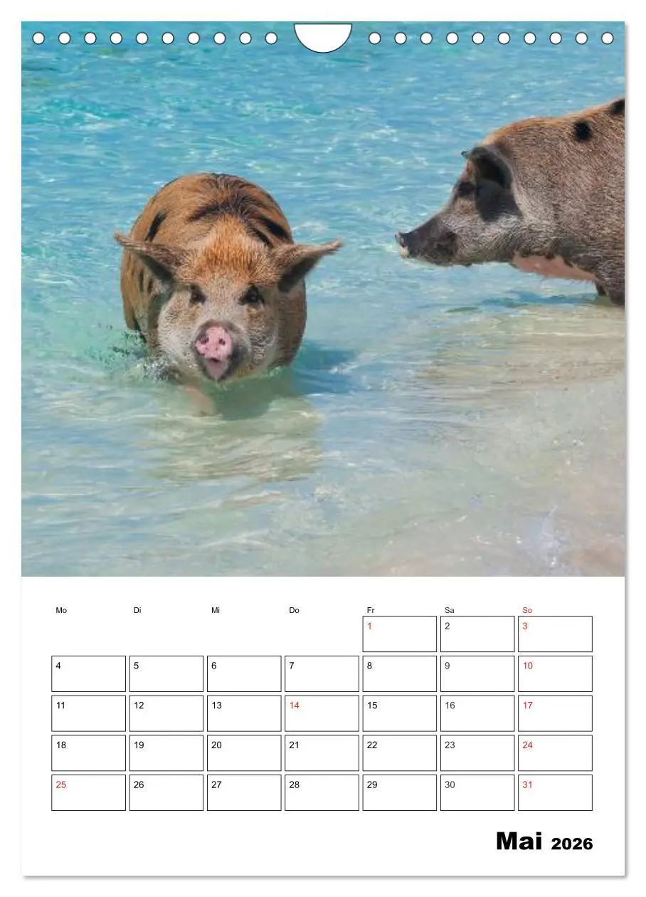 Bild: 9783516436839 | Schweine auf den Bahamas! (Wandkalender 2026 DIN A4 hoch), CALVENDO...