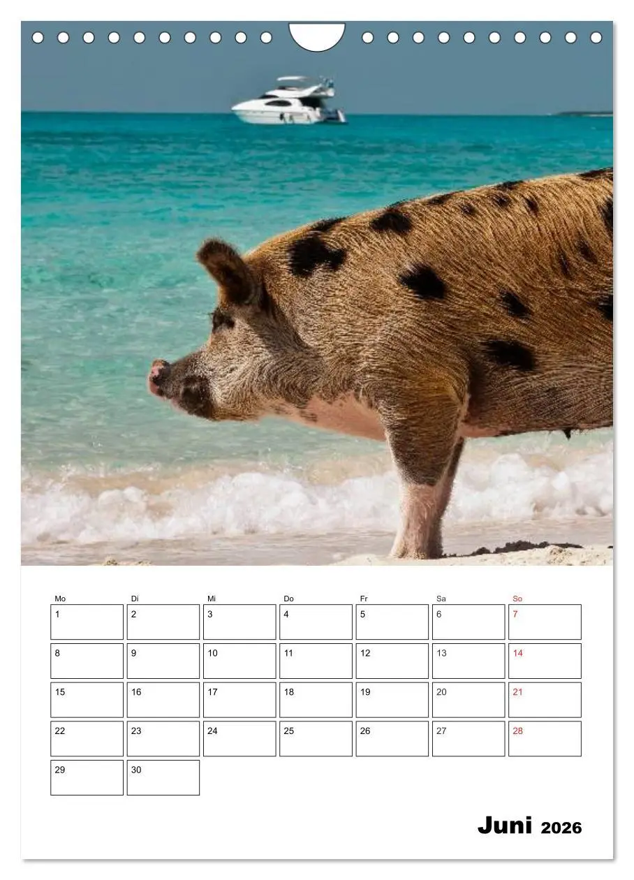 Bild: 9783516436839 | Schweine auf den Bahamas! (Wandkalender 2026 DIN A4 hoch), CALVENDO...