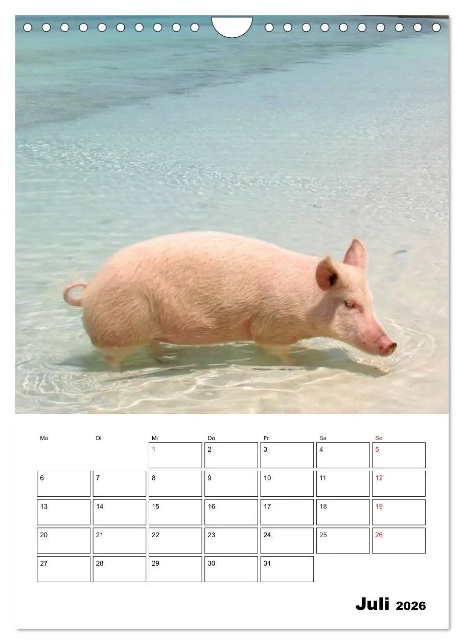 Bild: 9783516436839 | Schweine auf den Bahamas! (Wandkalender 2026 DIN A4 hoch), CALVENDO...
