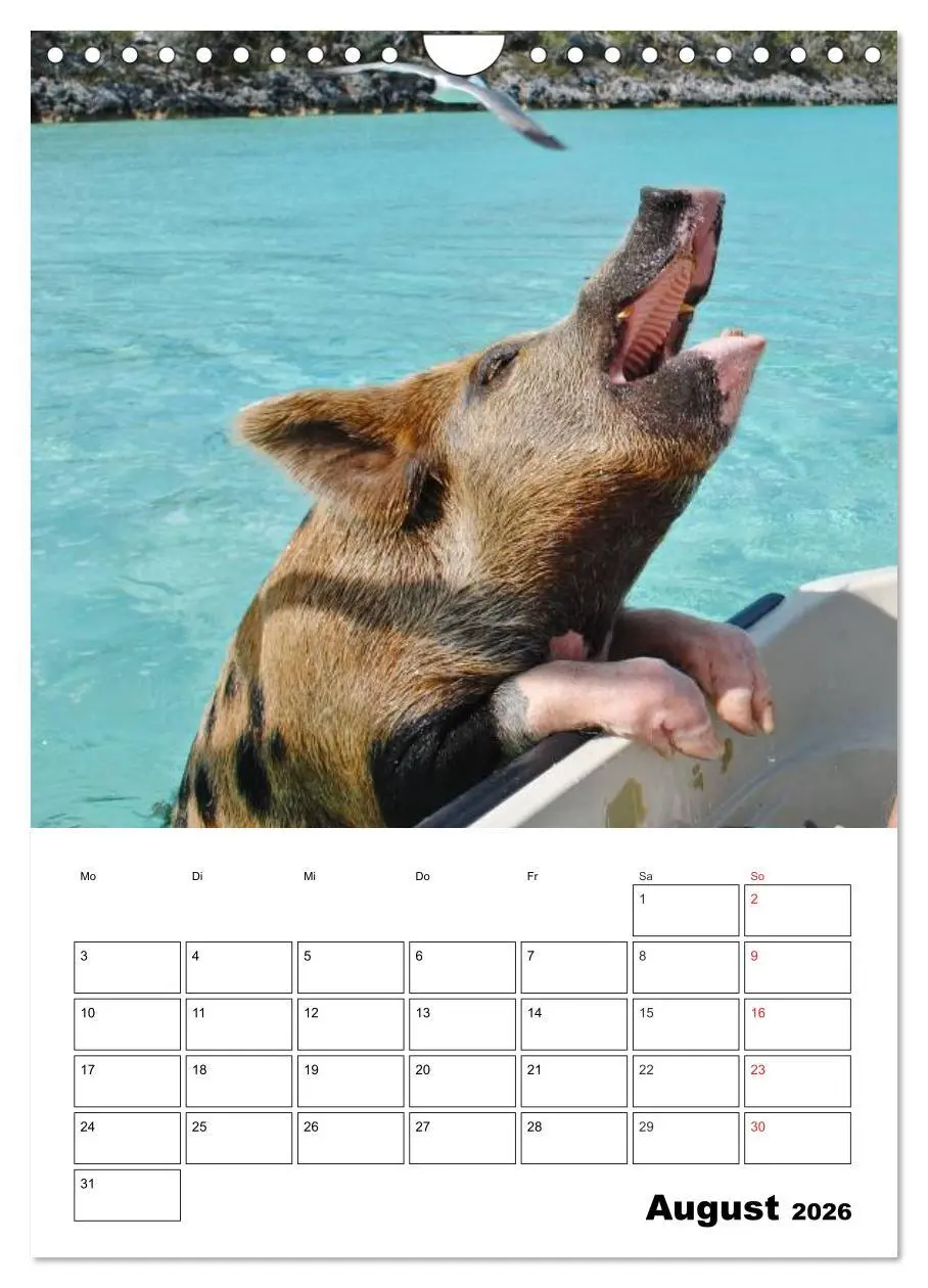 Bild: 9783516436839 | Schweine auf den Bahamas! (Wandkalender 2026 DIN A4 hoch), CALVENDO...