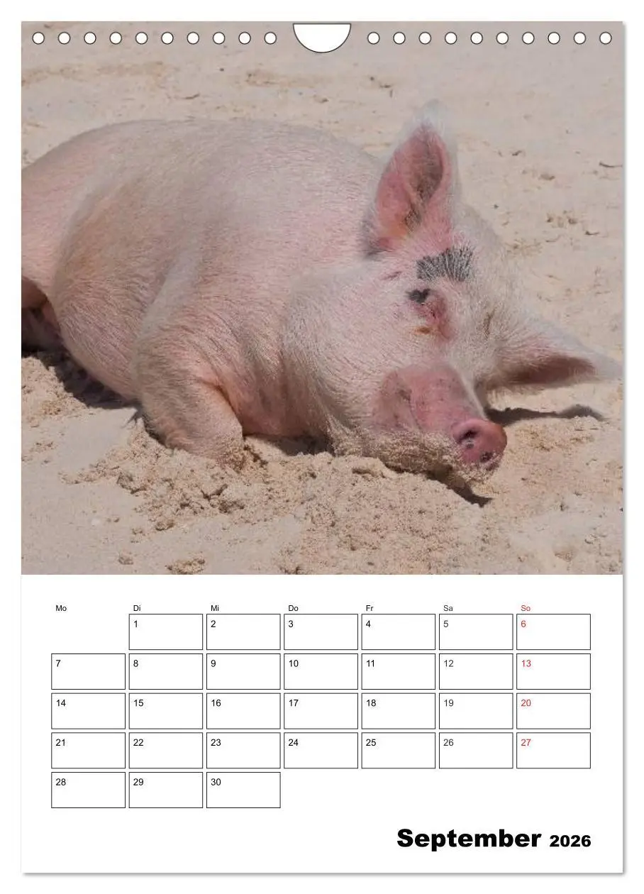 Bild: 9783516436839 | Schweine auf den Bahamas! (Wandkalender 2026 DIN A4 hoch), CALVENDO...