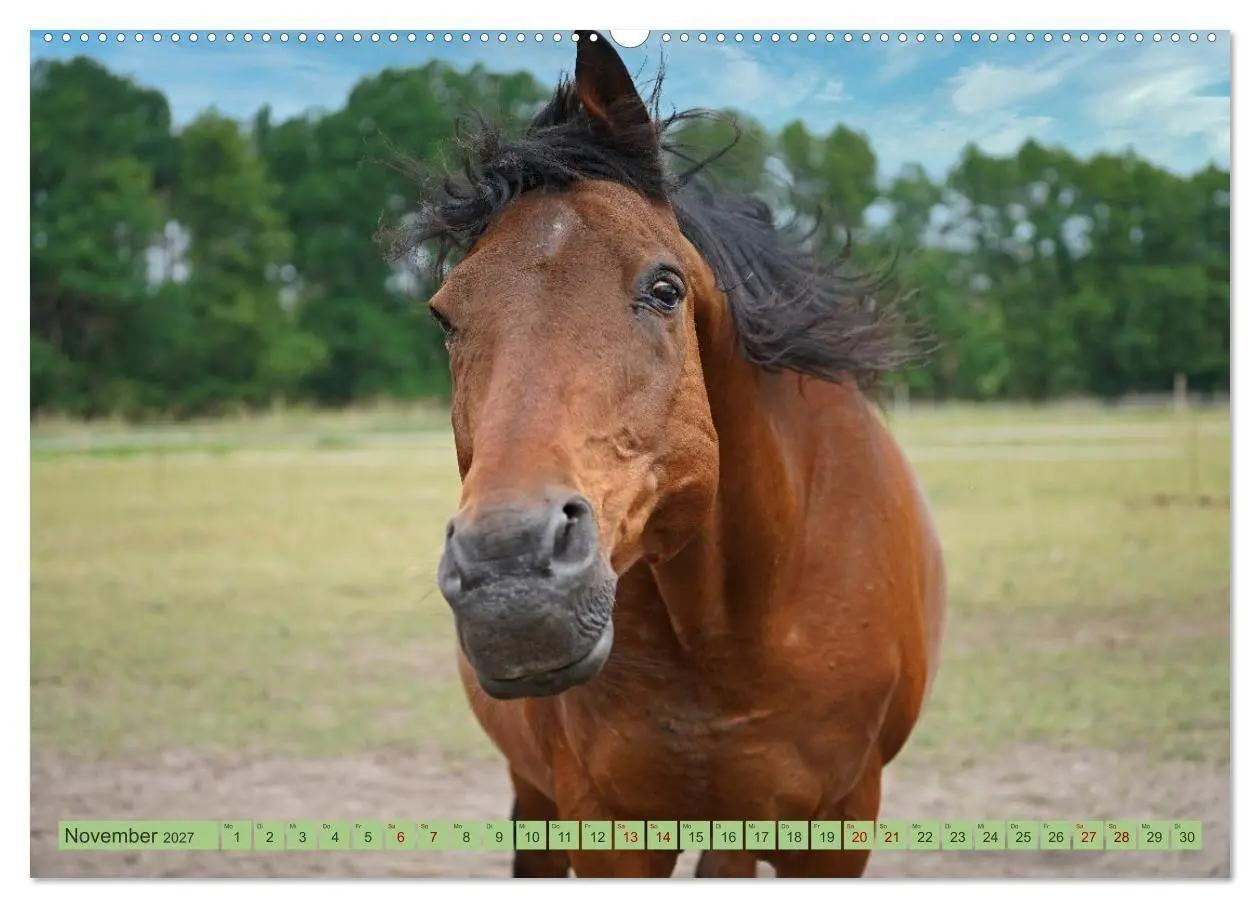 Bild: 9783569386839 | Faszination Trakehner (Wandkalender 2027 DIN A2 quer), CALVENDO...