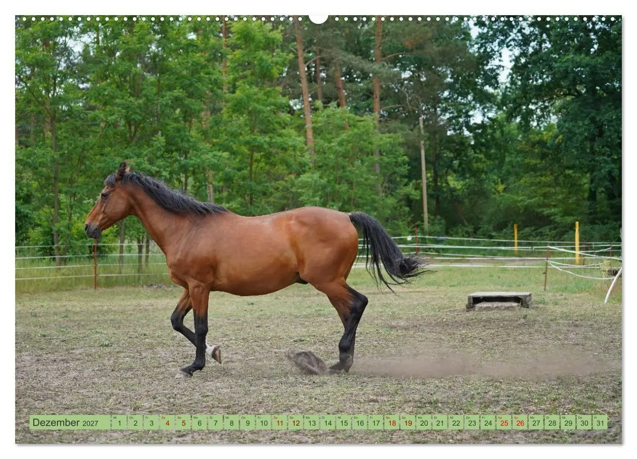 Bild: 9783569386839 | Faszination Trakehner (Wandkalender 2027 DIN A2 quer), CALVENDO...