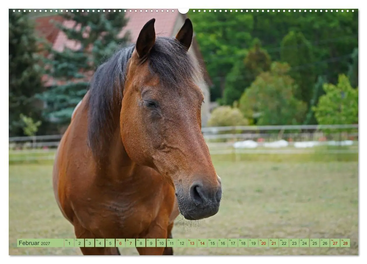 Bild: 9783569386839 | Faszination Trakehner (Wandkalender 2027 DIN A2 quer), CALVENDO...