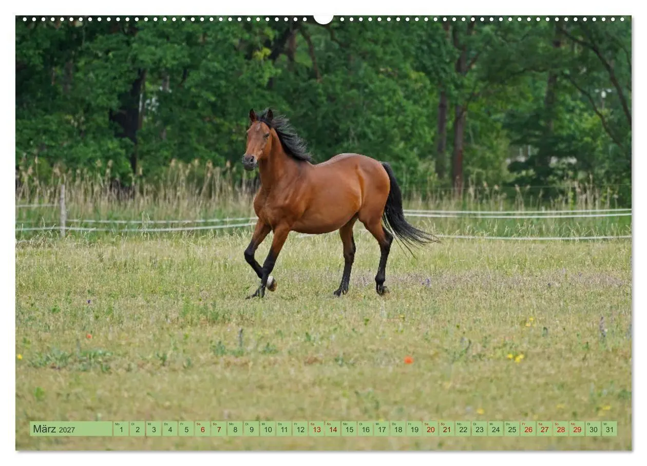 Bild: 9783569386839 | Faszination Trakehner (Wandkalender 2027 DIN A2 quer), CALVENDO...