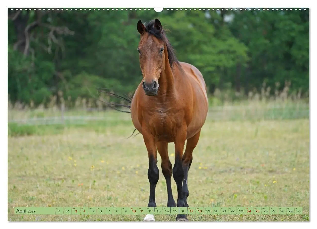 Bild: 9783569386839 | Faszination Trakehner (Wandkalender 2027 DIN A2 quer), CALVENDO...