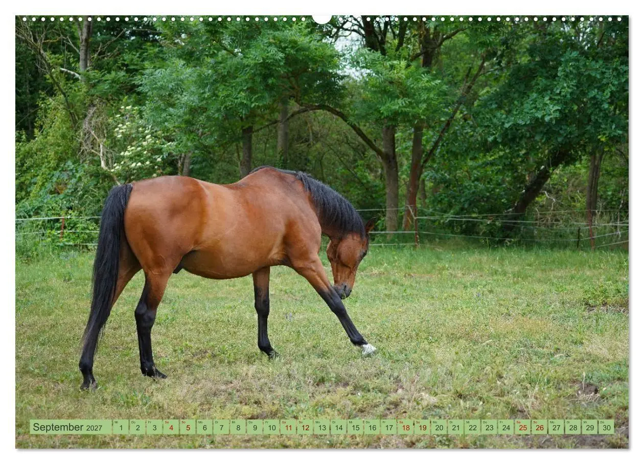 Bild: 9783569386839 | Faszination Trakehner (Wandkalender 2027 DIN A2 quer), CALVENDO...