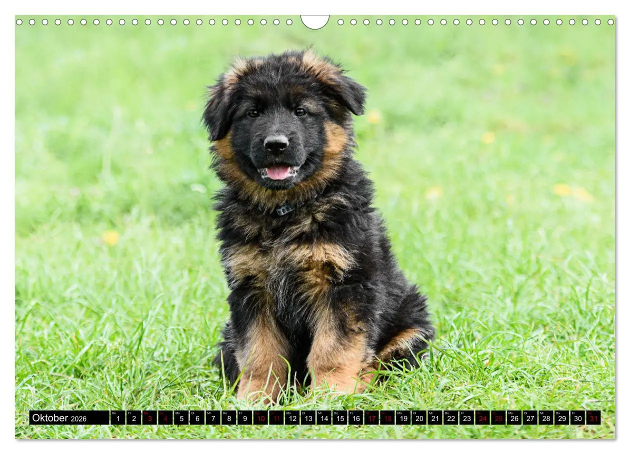 Bild: 9783457517239 | Langstockhaar - Schäferhund - Babys (Wandkalender 2026 DIN A3...