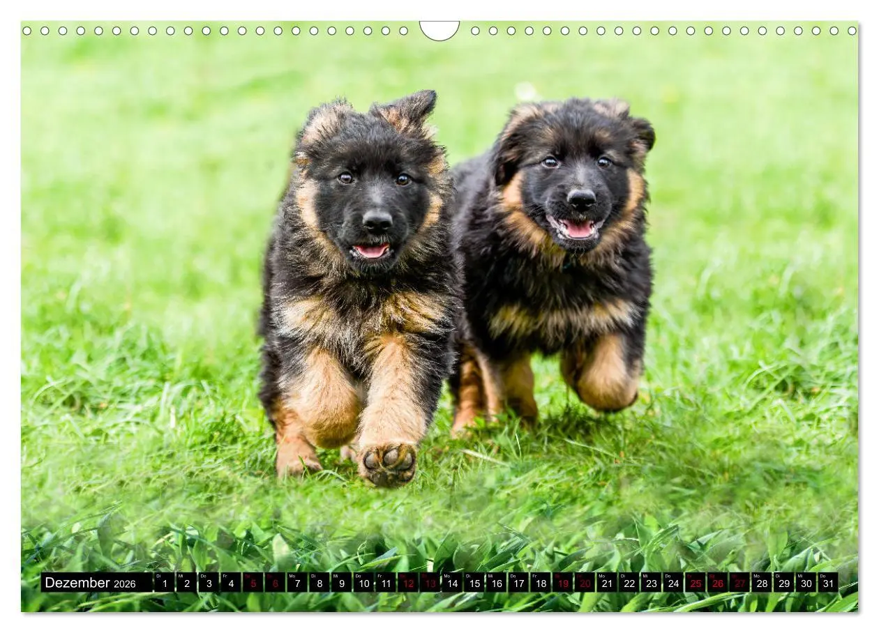 Bild: 9783457517239 | Langstockhaar - Schäferhund - Babys (Wandkalender 2026 DIN A3...