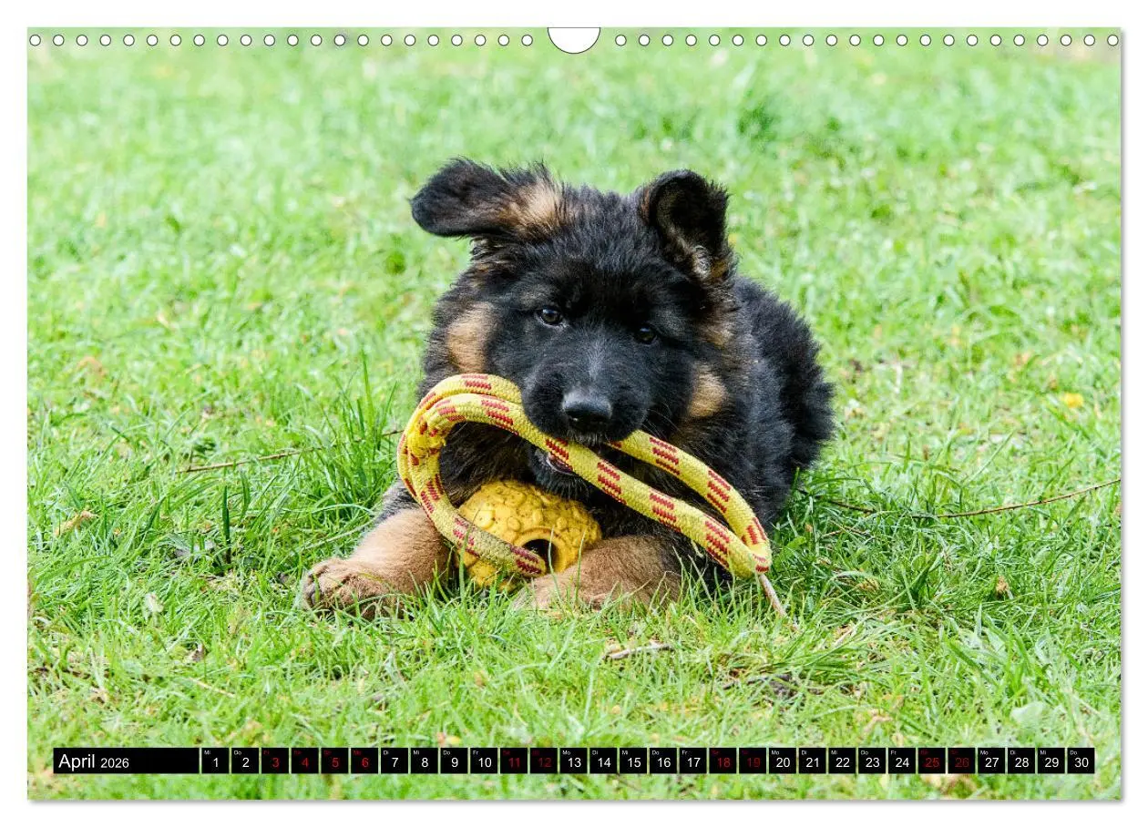 Bild: 9783457517239 | Langstockhaar - Schäferhund - Babys (Wandkalender 2026 DIN A3...