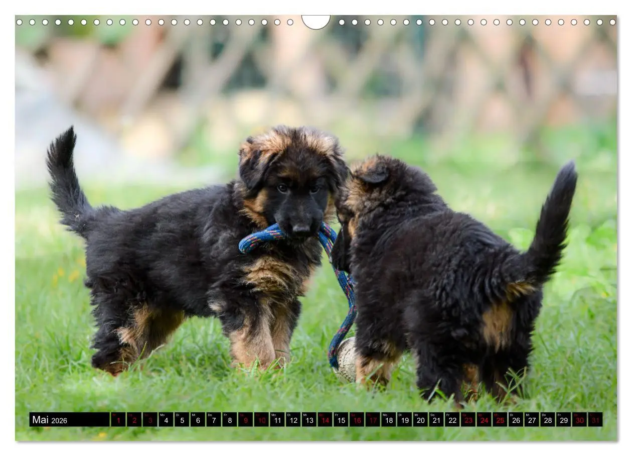Bild: 9783457517239 | Langstockhaar - Schäferhund - Babys (Wandkalender 2026 DIN A3...