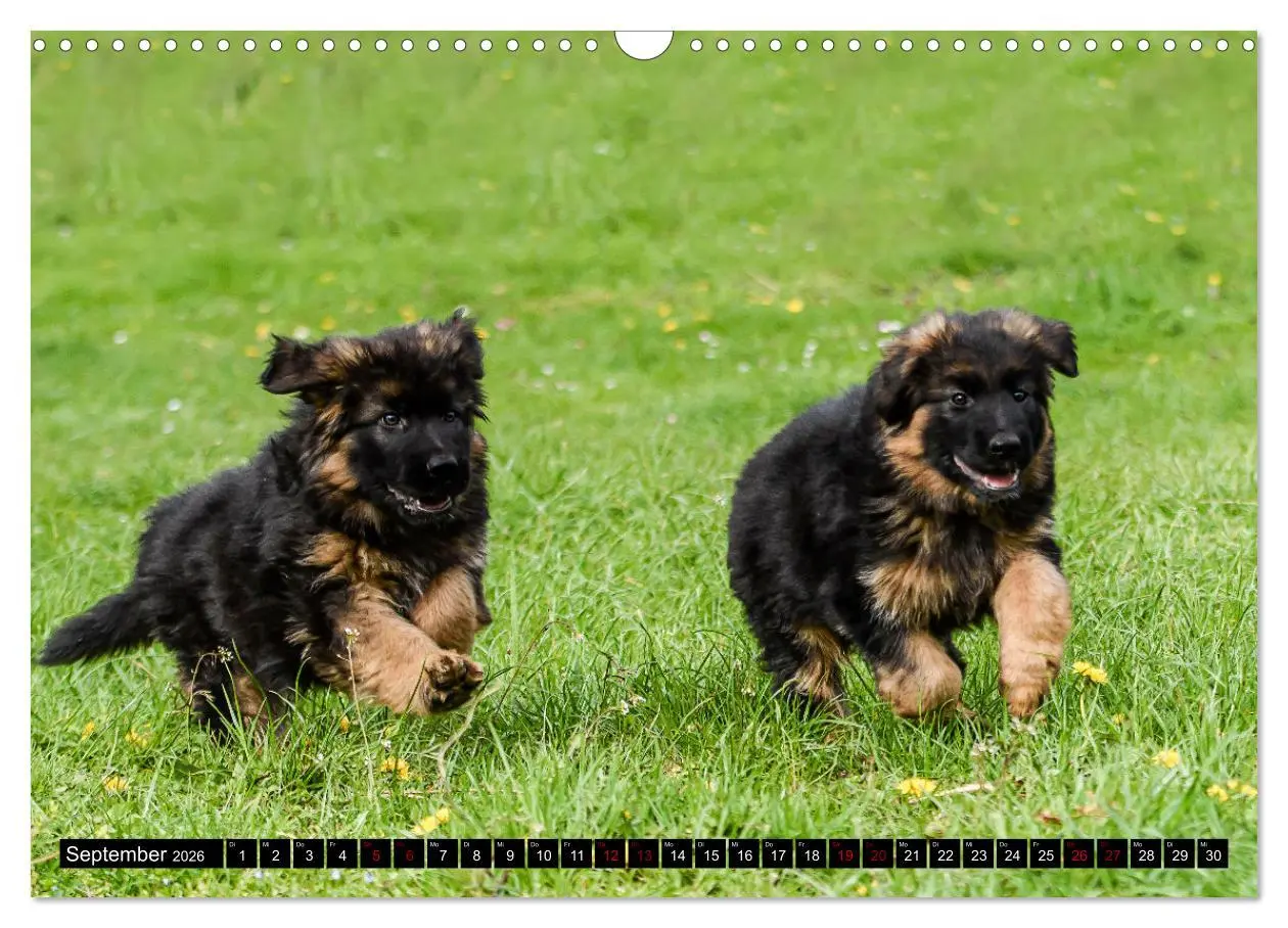 Bild: 9783457517239 | Langstockhaar - Schäferhund - Babys (Wandkalender 2026 DIN A3...