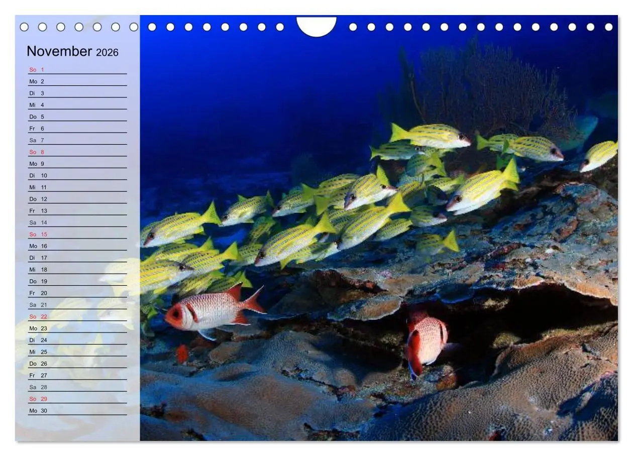 Bild: 9783457997239 | Paradiese im ewigen Blau. Die bunte Unterwasserwelt (Wandkalender...