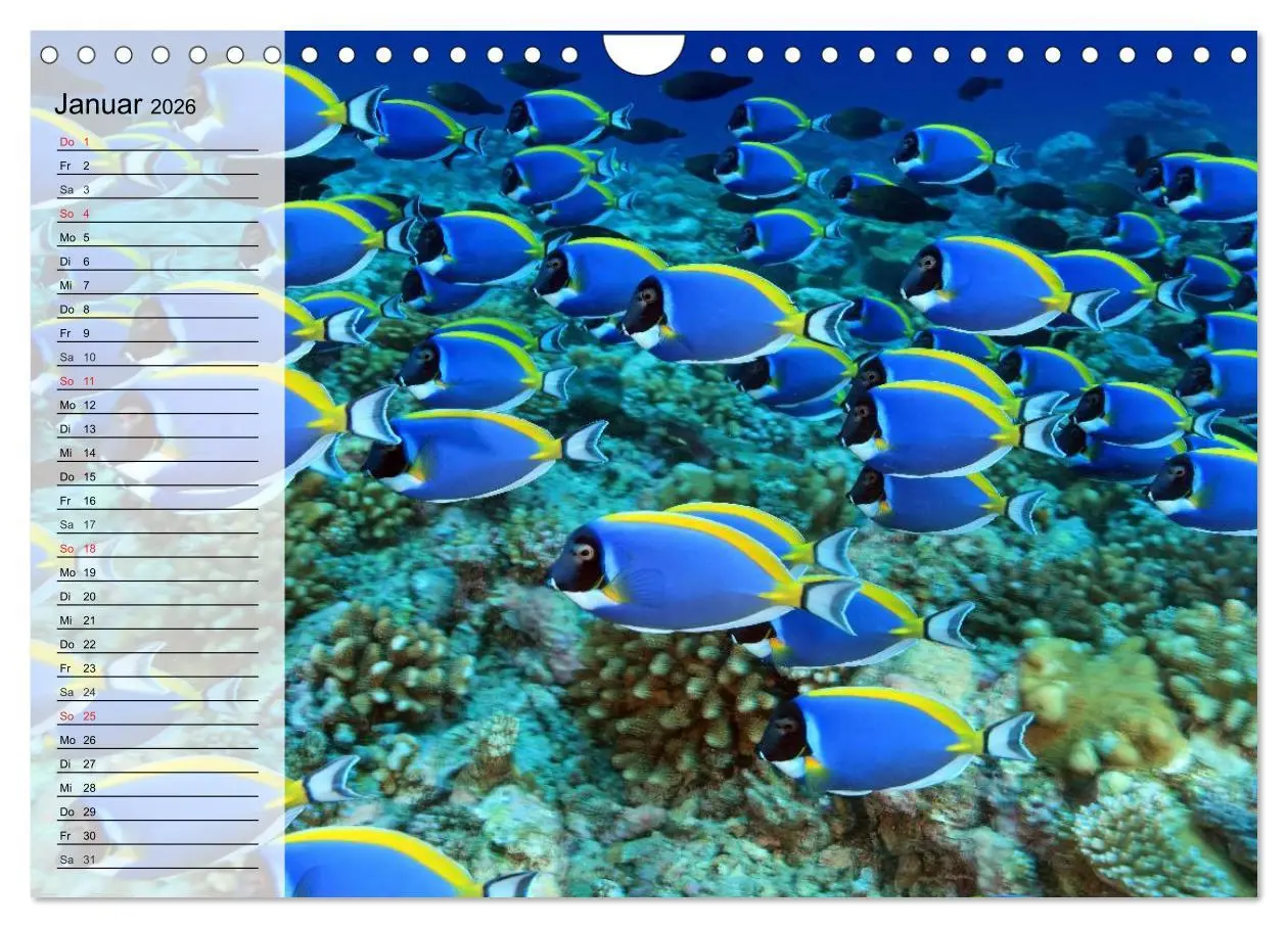 Bild: 9783457997239 | Paradiese im ewigen Blau. Die bunte Unterwasserwelt (Wandkalender...