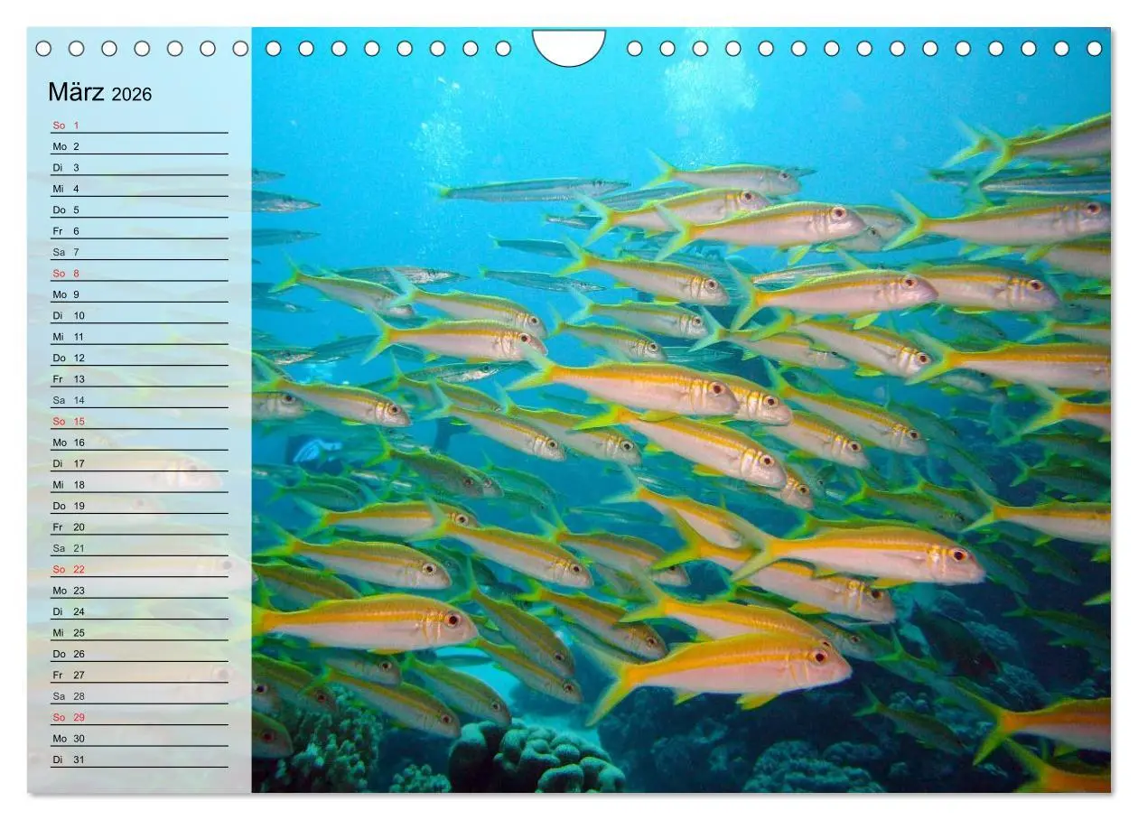 Bild: 9783457997239 | Paradiese im ewigen Blau. Die bunte Unterwasserwelt (Wandkalender...