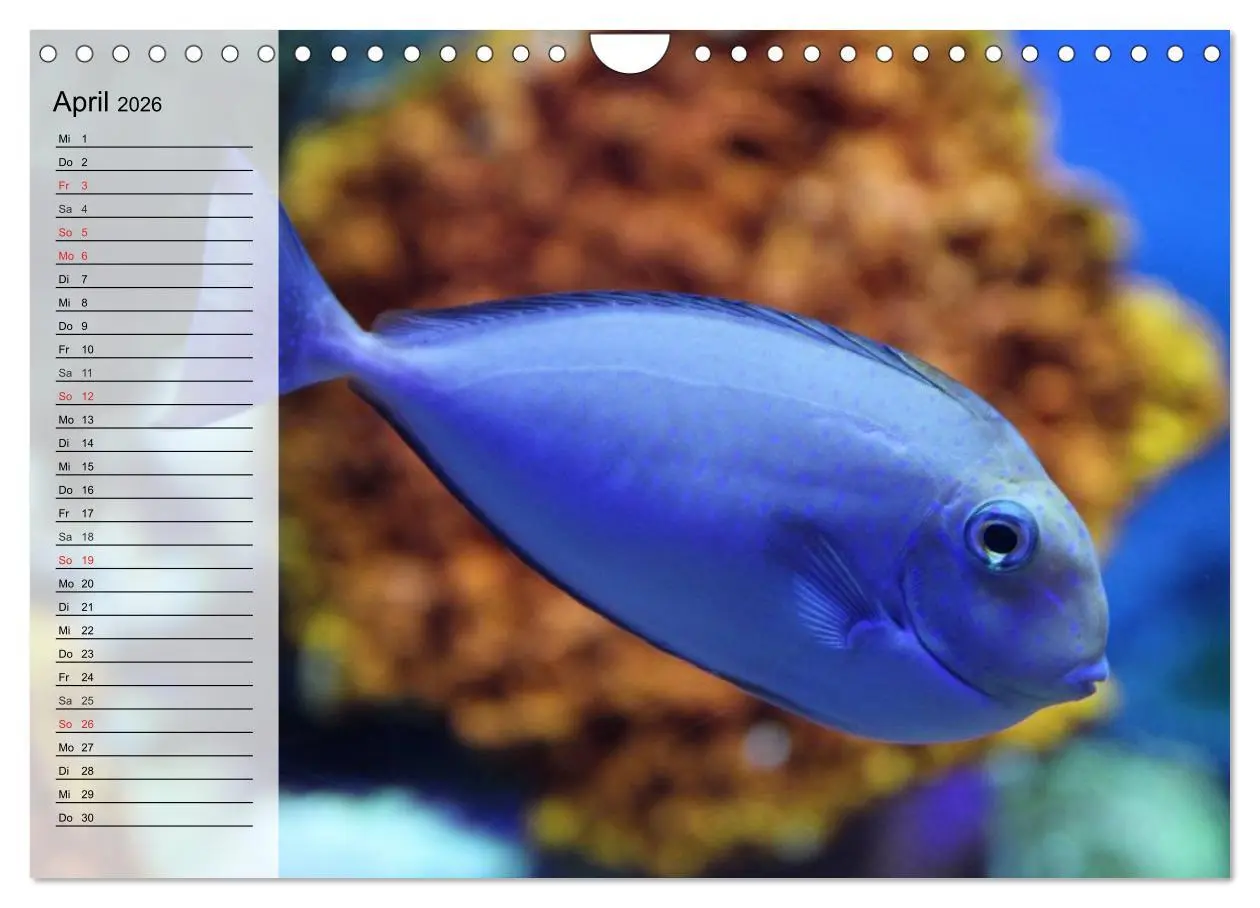 Bild: 9783457997239 | Paradiese im ewigen Blau. Die bunte Unterwasserwelt (Wandkalender...