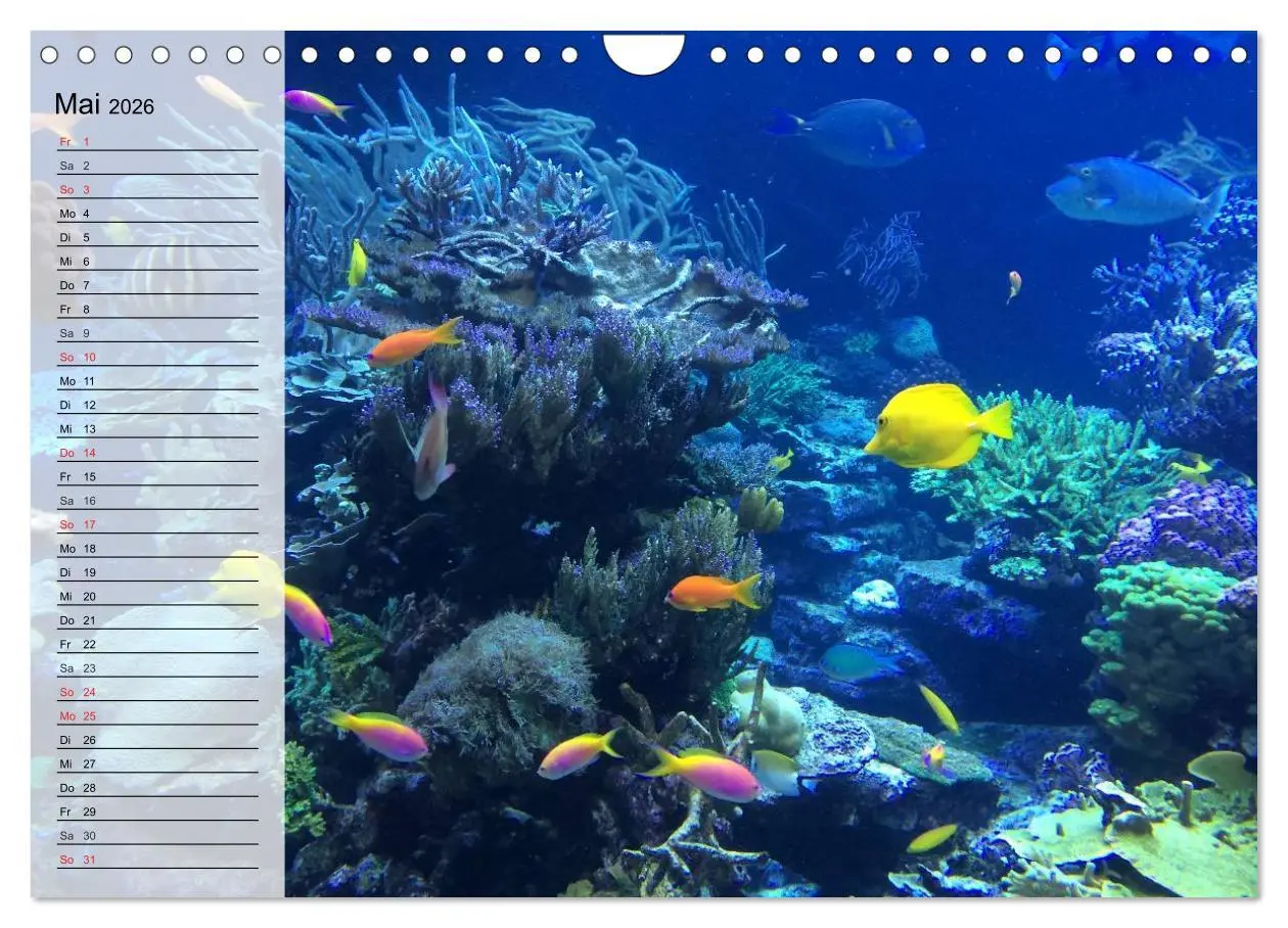 Bild: 9783457997239 | Paradiese im ewigen Blau. Die bunte Unterwasserwelt (Wandkalender...