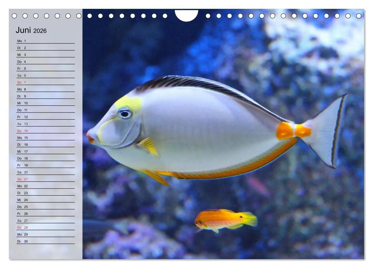 Bild: 9783457997239 | Paradiese im ewigen Blau. Die bunte Unterwasserwelt (Wandkalender...