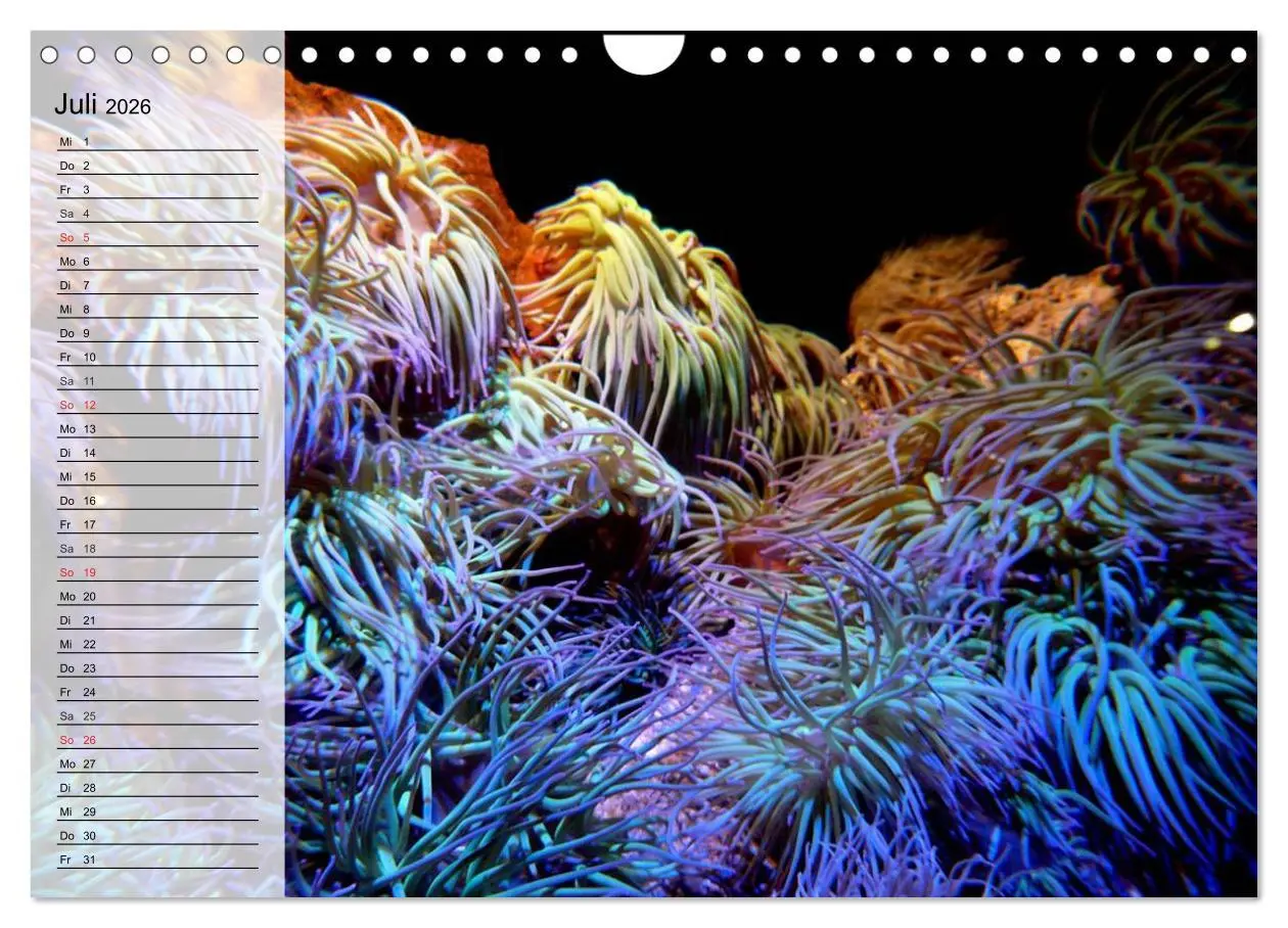 Bild: 9783457997239 | Paradiese im ewigen Blau. Die bunte Unterwasserwelt (Wandkalender...