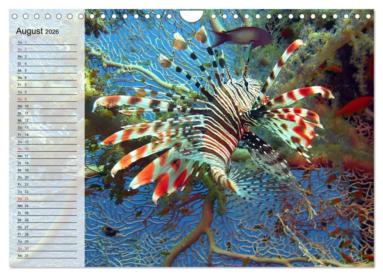 Bild: 9783457997239 | Paradiese im ewigen Blau. Die bunte Unterwasserwelt (Wandkalender...