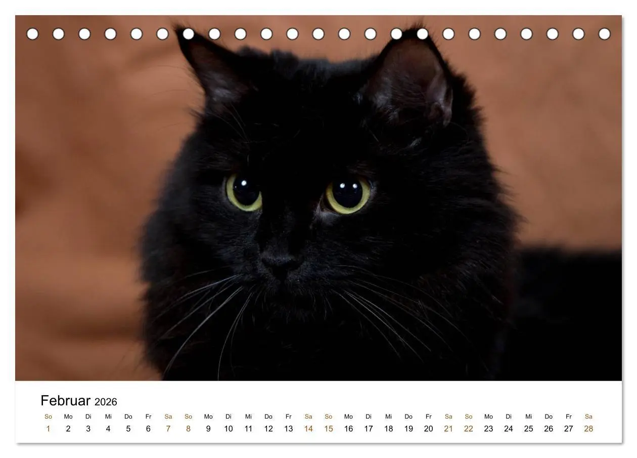 Bild: 9783516157239 | Ragdolls (Tischkalender 2026 DIN A5 quer), CALVENDO Monatskalender