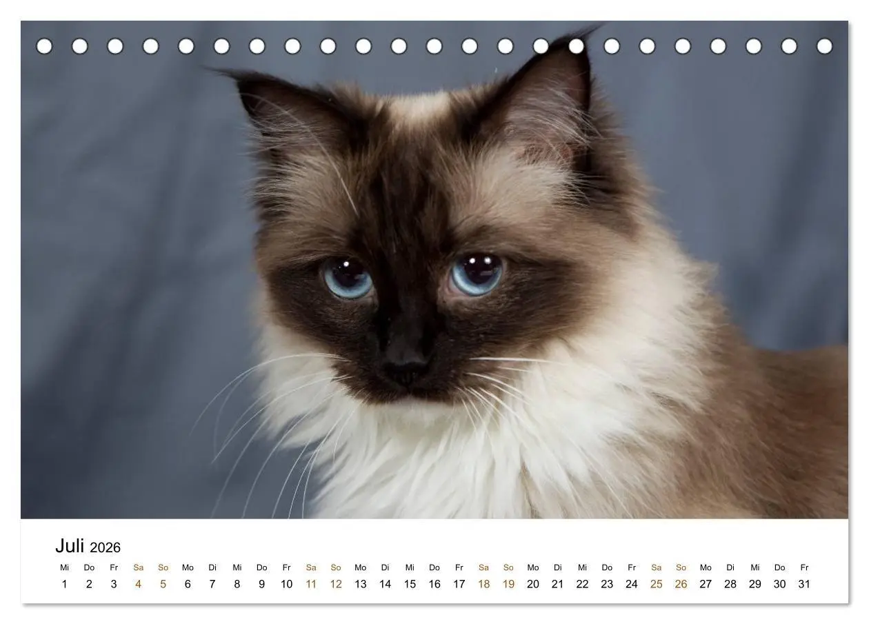 Bild: 9783516157239 | Ragdolls (Tischkalender 2026 DIN A5 quer), CALVENDO Monatskalender
